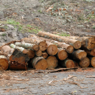 Felling gum trees 3 Oct. 2014. Cambridge Tree Trust